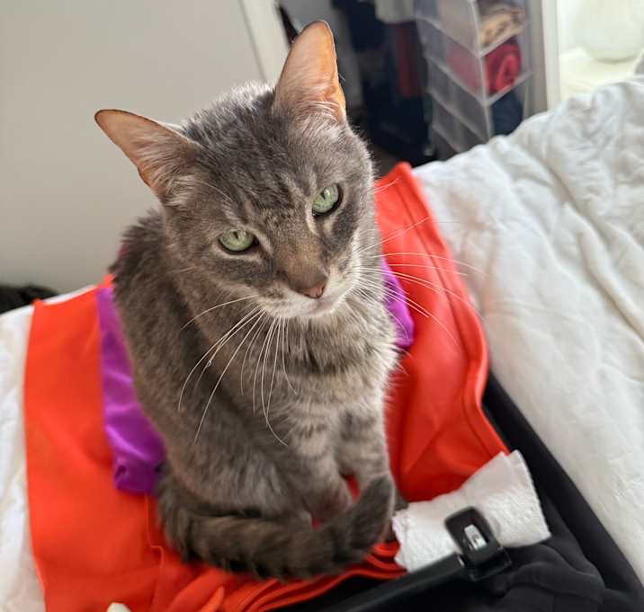 Photo of Dusty