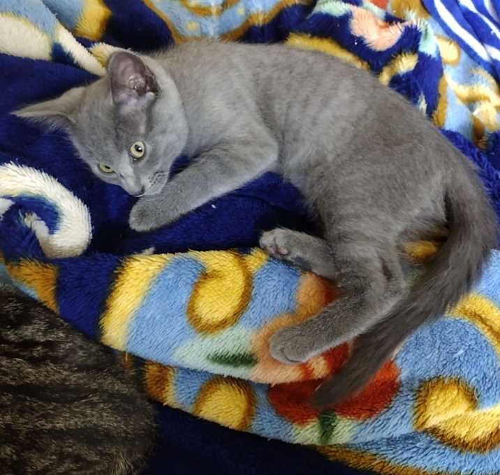 Photo of Sweetpea
