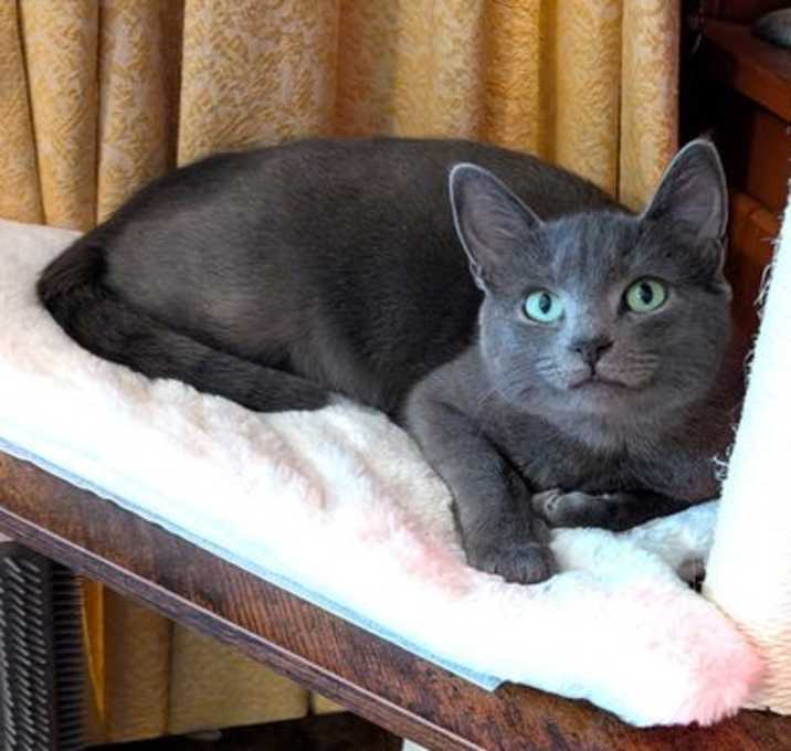 Photo of KITTY ANISE