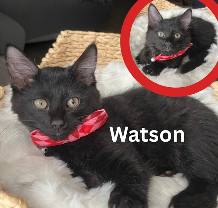 Photo of Watson JCh