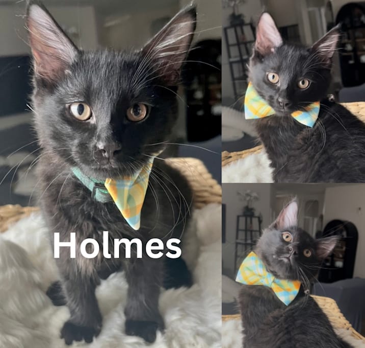 Photo of Holmes JCh