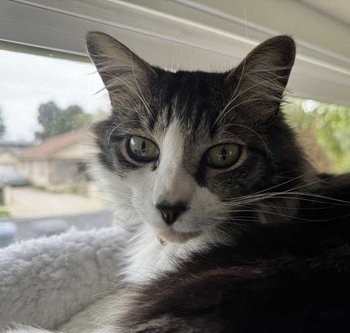 Photo of Bo