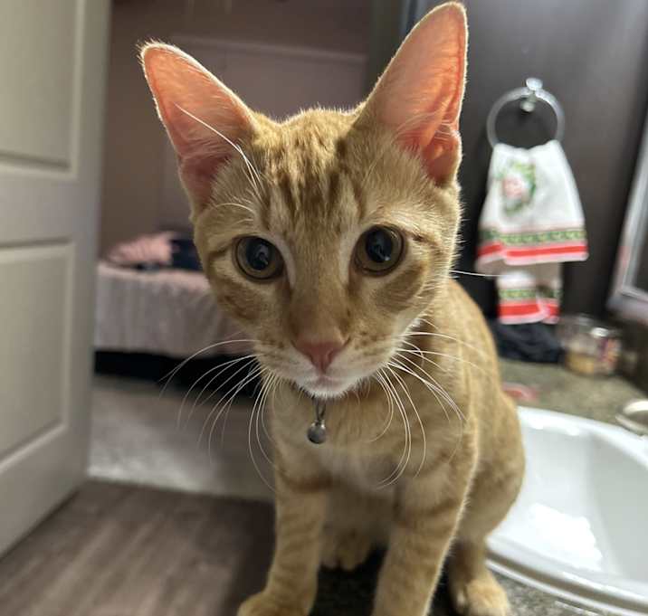 Photo of Roku