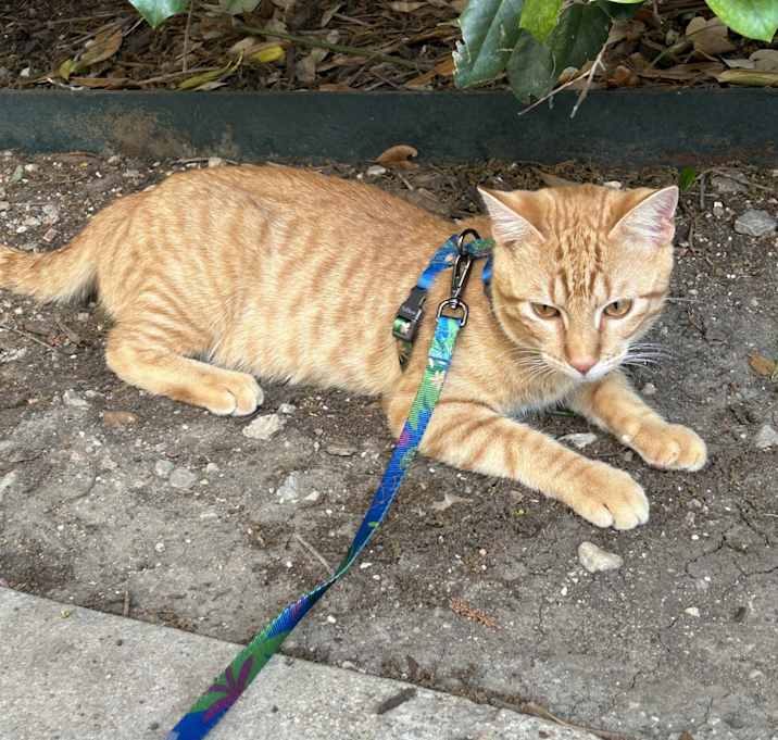 Photo of Roku