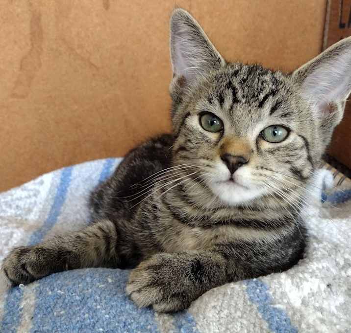 Photo of Buttercup