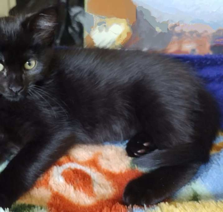 Photo of Violet