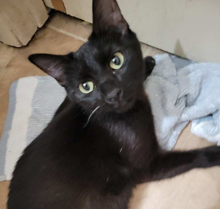 Photo of Bean