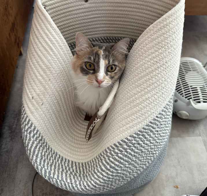 Photo of Lily