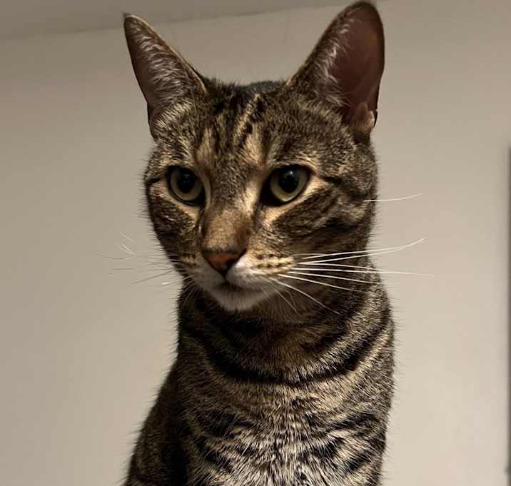Photo of Mr. Whiskers Purr