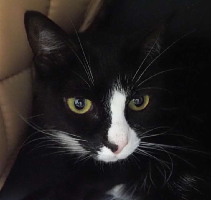 Photo of Oreo