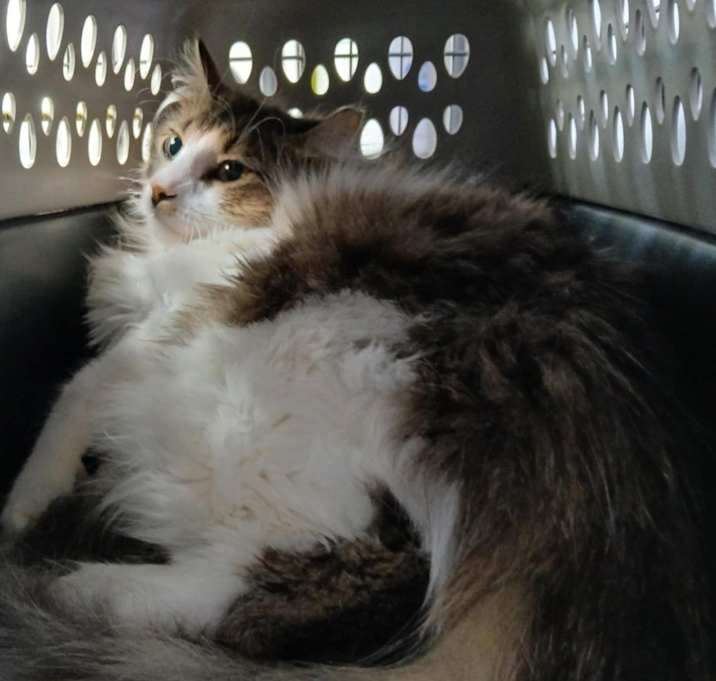 Photo of Feral 4 - KM