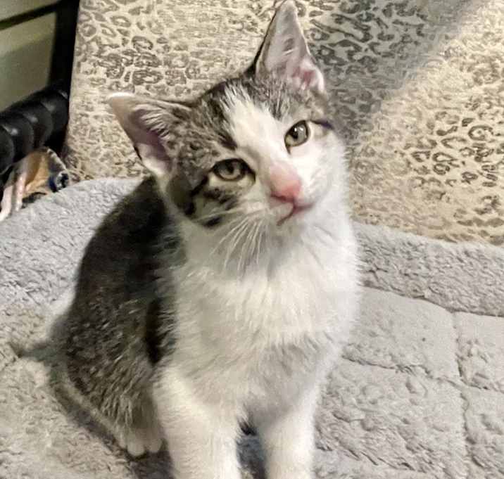 Photo of Rowan (Gin Baby)