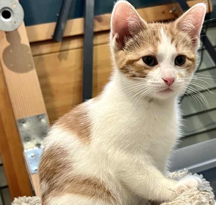 Photo of Honey (Gin Baby)