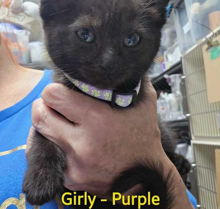 Photo of Girly
