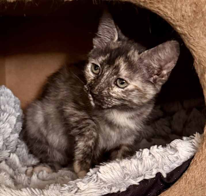 Photo of Penny