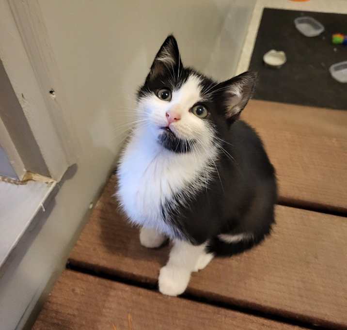 Photo of Pippa