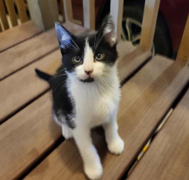 Photo of Percy