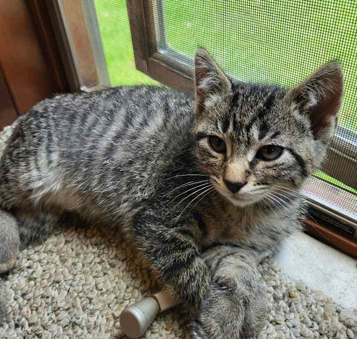 Photo of Pepper