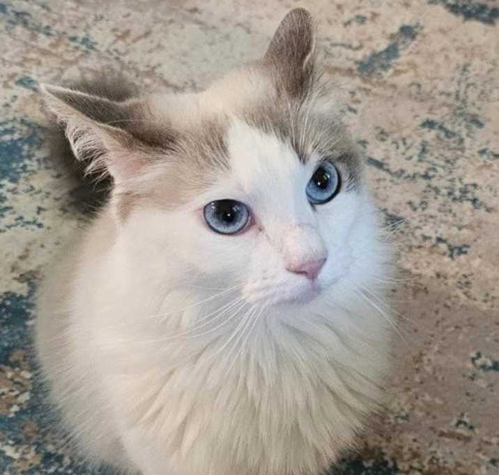 Photo of Willow