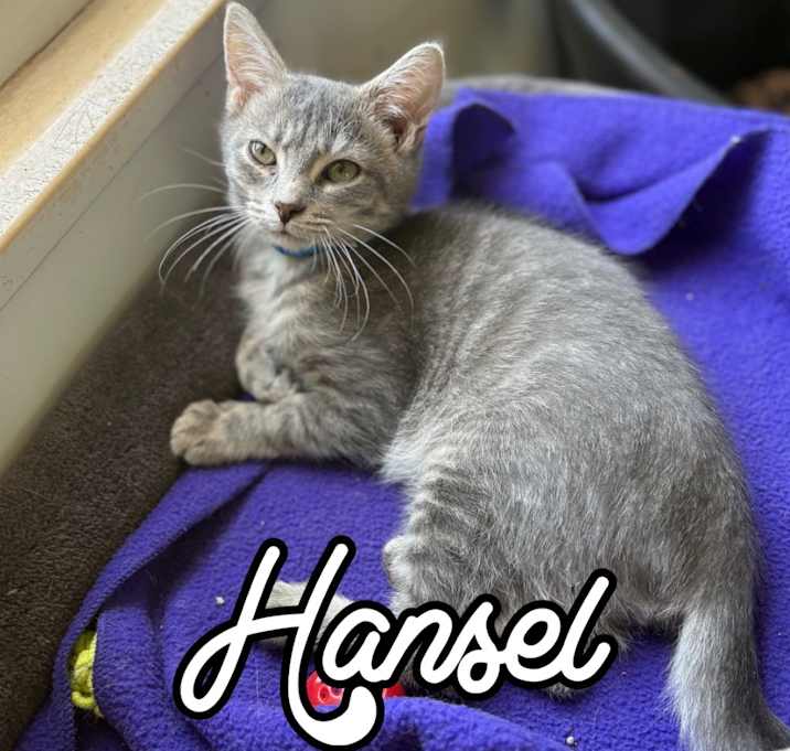 Photo of Hansel