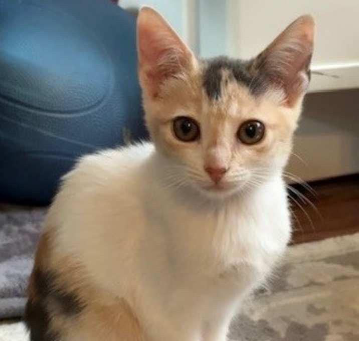 Photo of Callie
