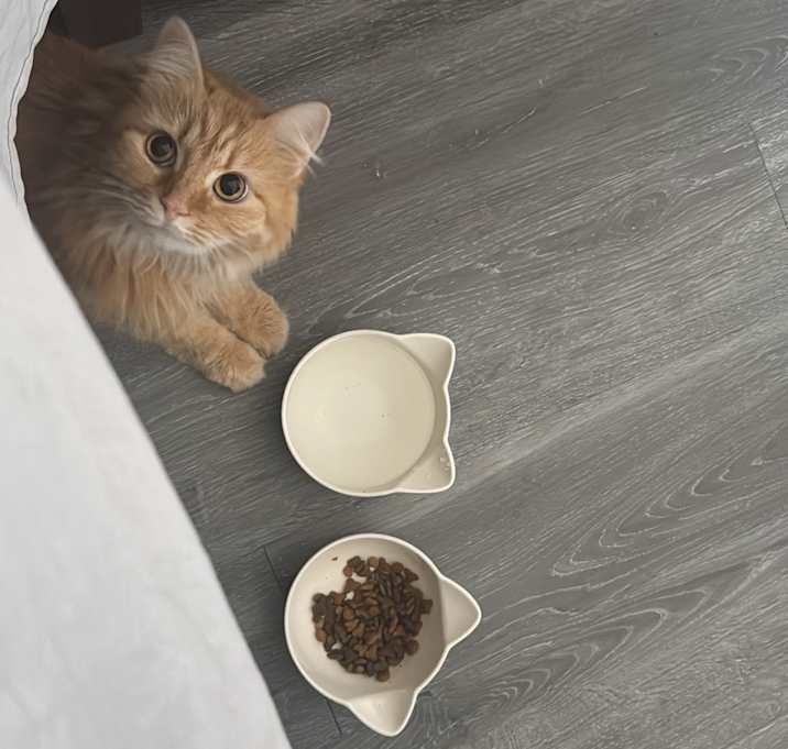 Photo of Nala