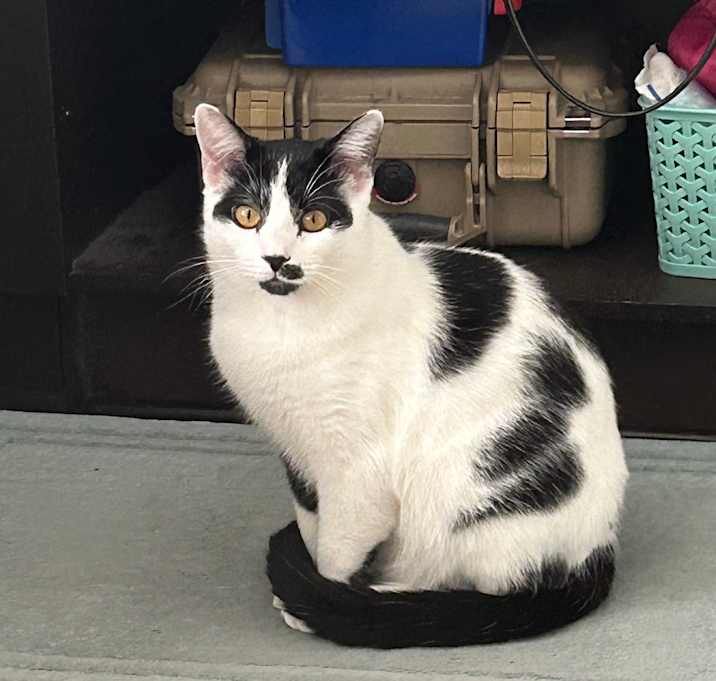 Photo of Cosmo
