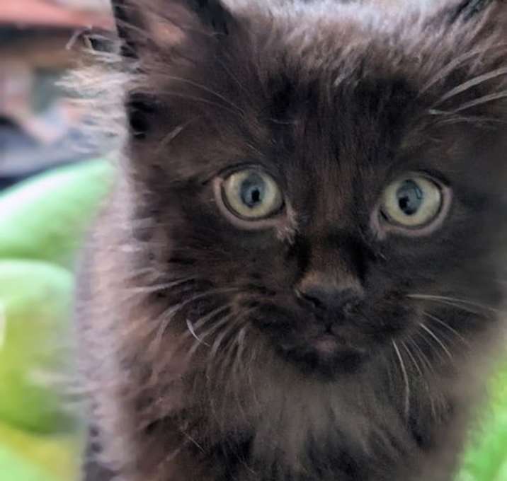 Photo of C282 litter Elvah
