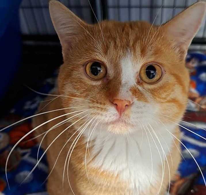 Photo of Butterscotch