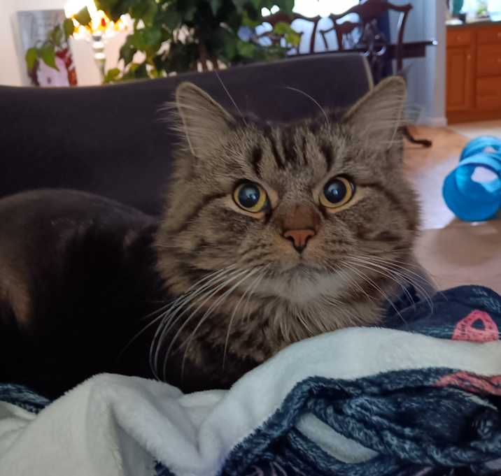 Photo of Pandora