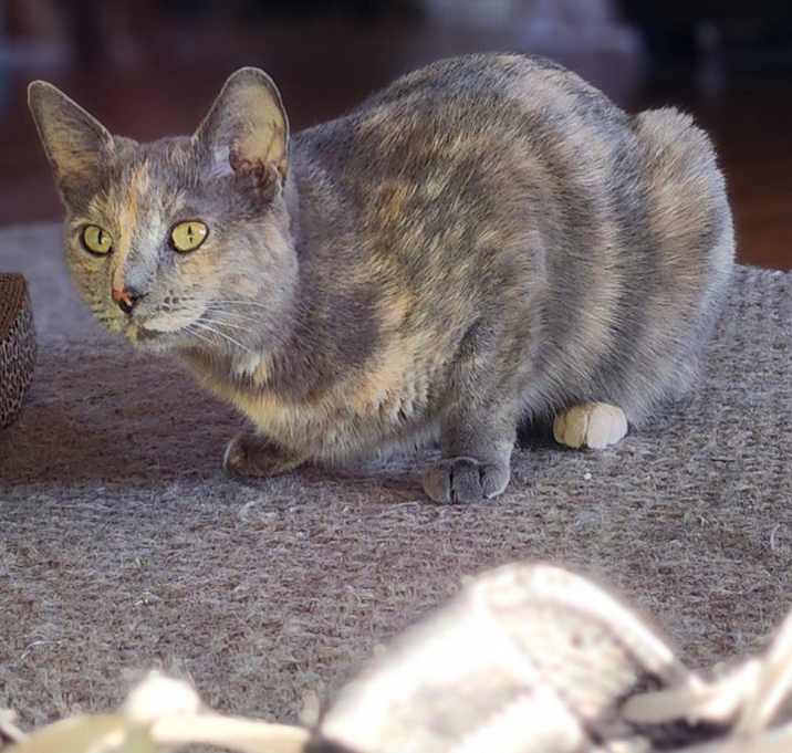 Photo of Hazel