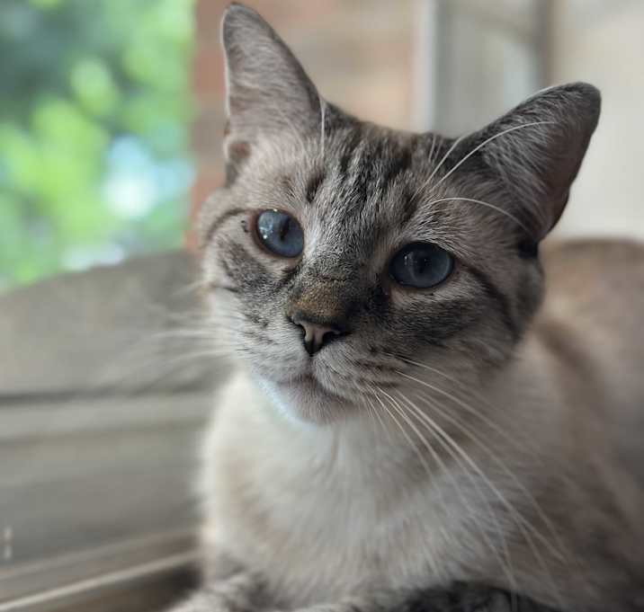 Photo of Mulan
