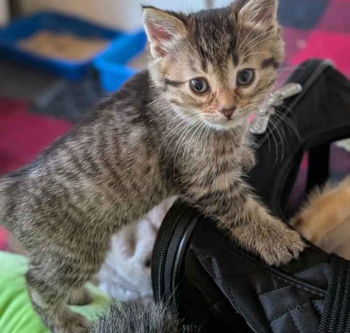 Photo of C282 litter Astrid