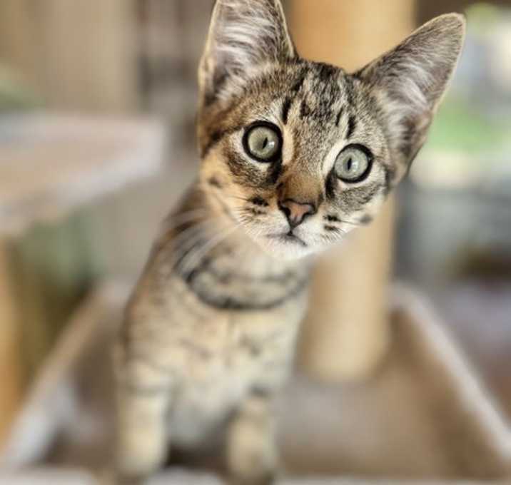 Photo of Kitzel - the kitten's kitten