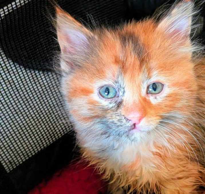 Photo of C282 litter Freya