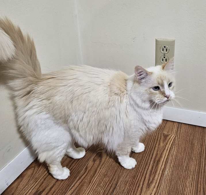 Photo of KittyKitty
