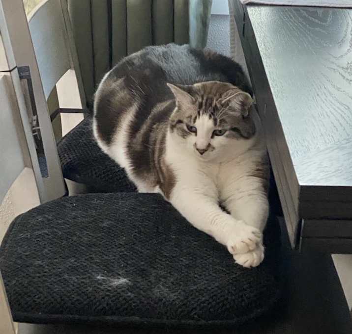 Photo of Dexter