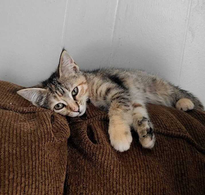 Photo of Rogue