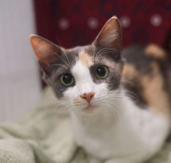 Photo of Calli