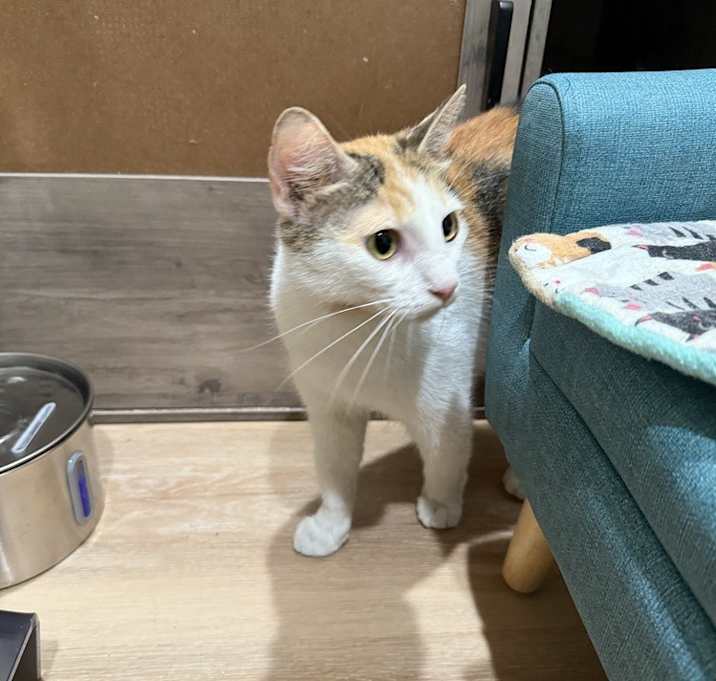 Photo of Amaretto
