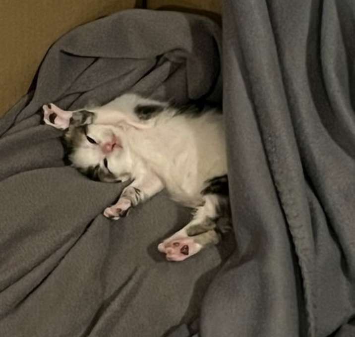 Photo of Momo