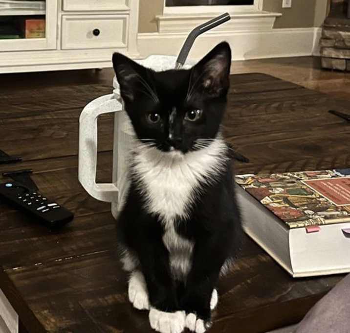 Photo of Mochi