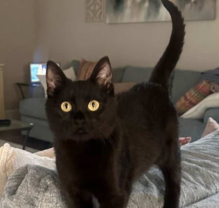 Photo of JELLY BEAN