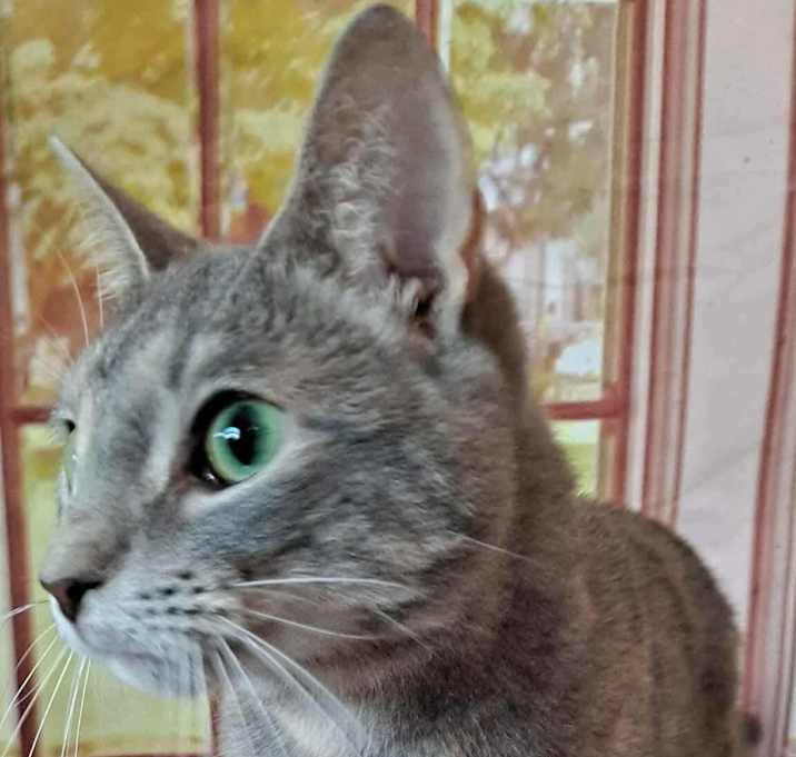Photo of Tippy
