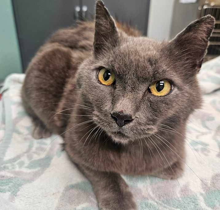 Photo of Kovu