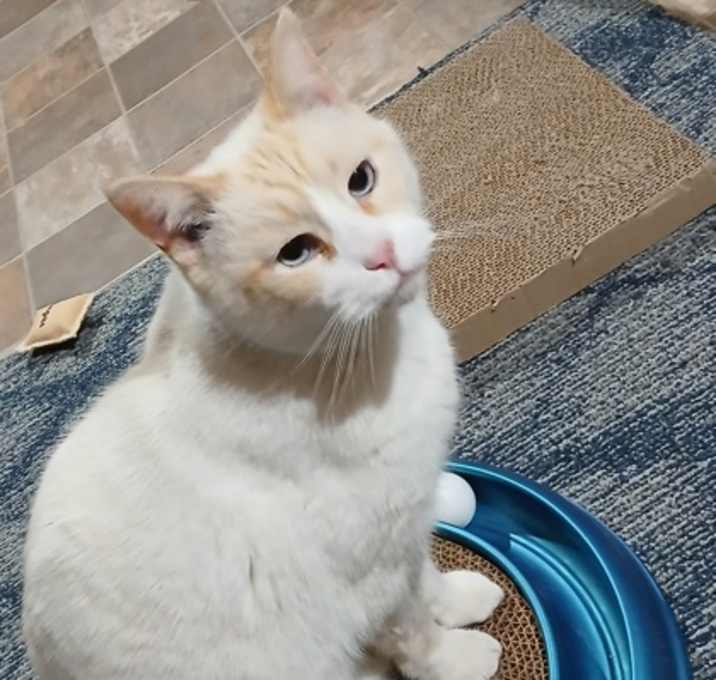 Photo of Kingsley