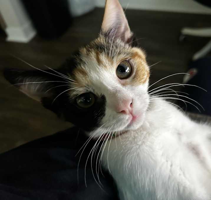 Photo of Maki
