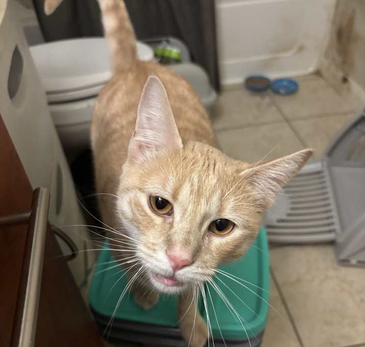 Photo of Queso