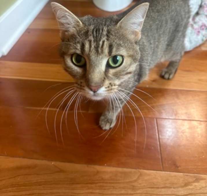 Photo of Shamrock