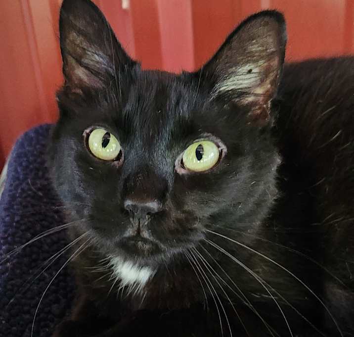 Photo of Toothless Dragon